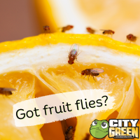 Got-fruit-flies